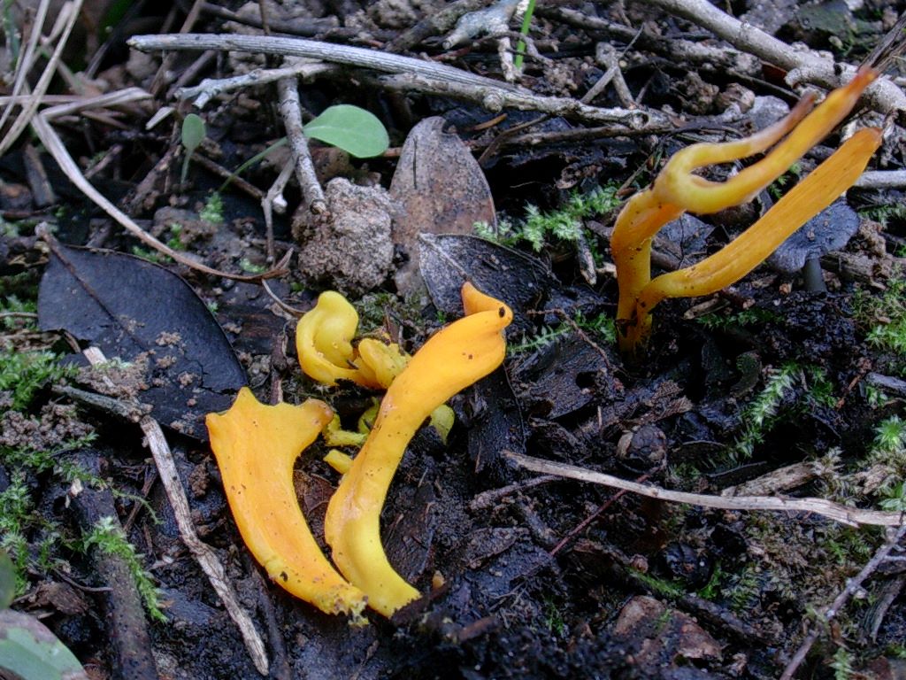 1206 Dicembre vecchio ritrovamento